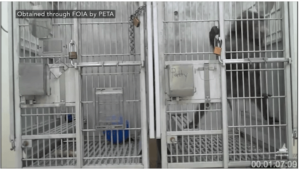 La Facultad de Medicina de Virginia Oriental violó la ley en un estudio sobre el embarazo de babuinos;  PETA pide el fin de los experimentos