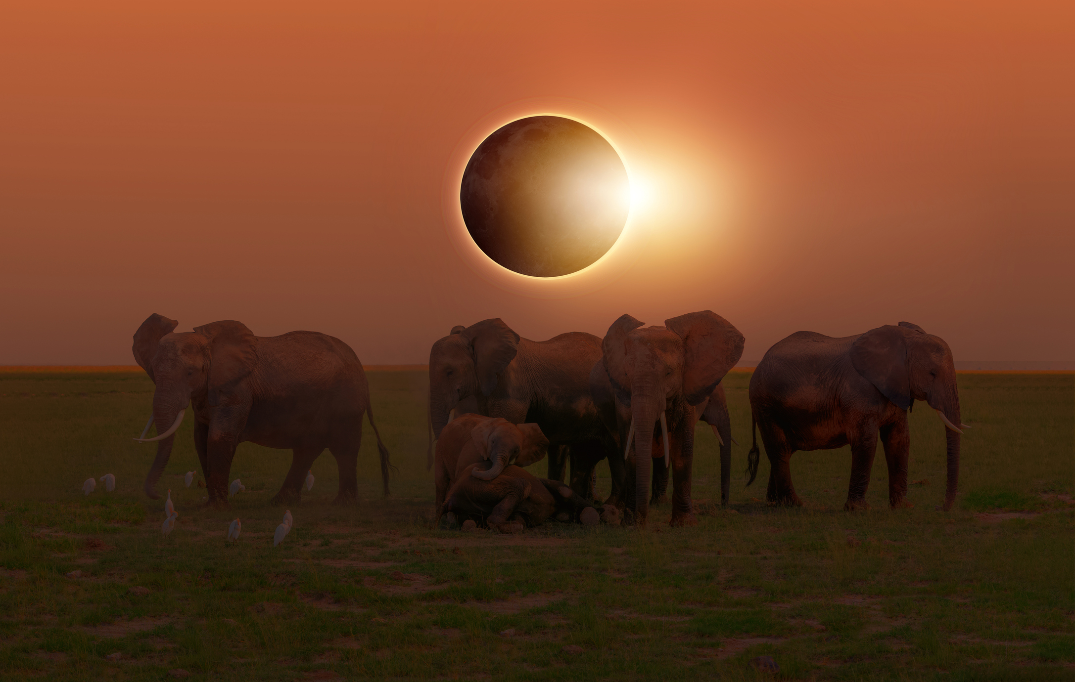 Los animales desorientados se comportan de manera extraña durante los eclipses solares totales