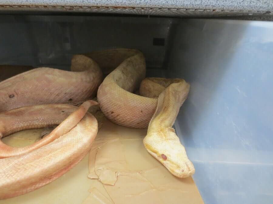 PETA exige más espacio para las serpientes y pide a Newberry Reptile Mill y al proveedor de Petco que dejen de almacenar reptiles en diminutos recipientes de plástico