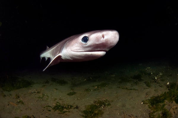 Los tiburones de aguas profundas están amenazados por la demanda de aceite de hígado