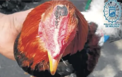 Caso de crueldad animal |  Noticias Gaceta Costa Tropical