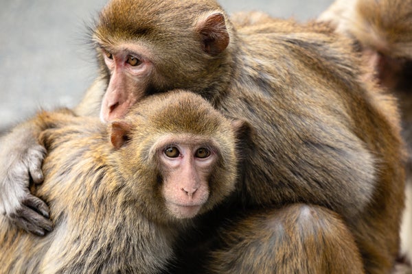 Un estudio en primates revela cómo el cerebro codifica interacciones sociales complejas