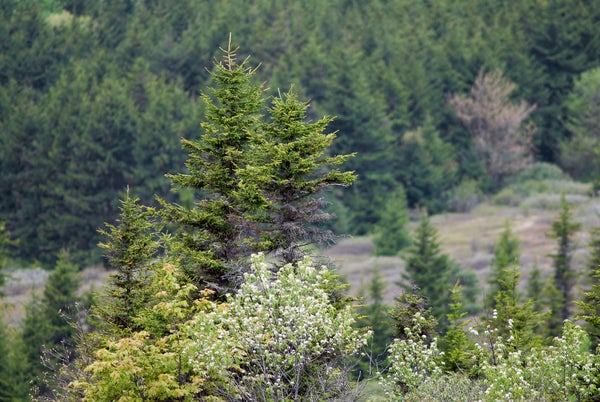 La reforestación exitosa mantiene más fresco el este de EE. UU.