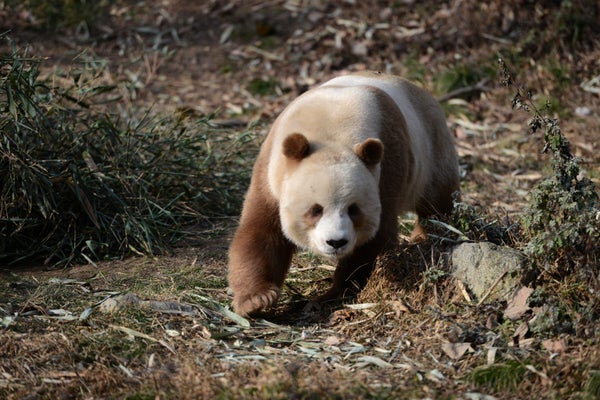 El raro misterio del panda marrón resuelto después de 40 años