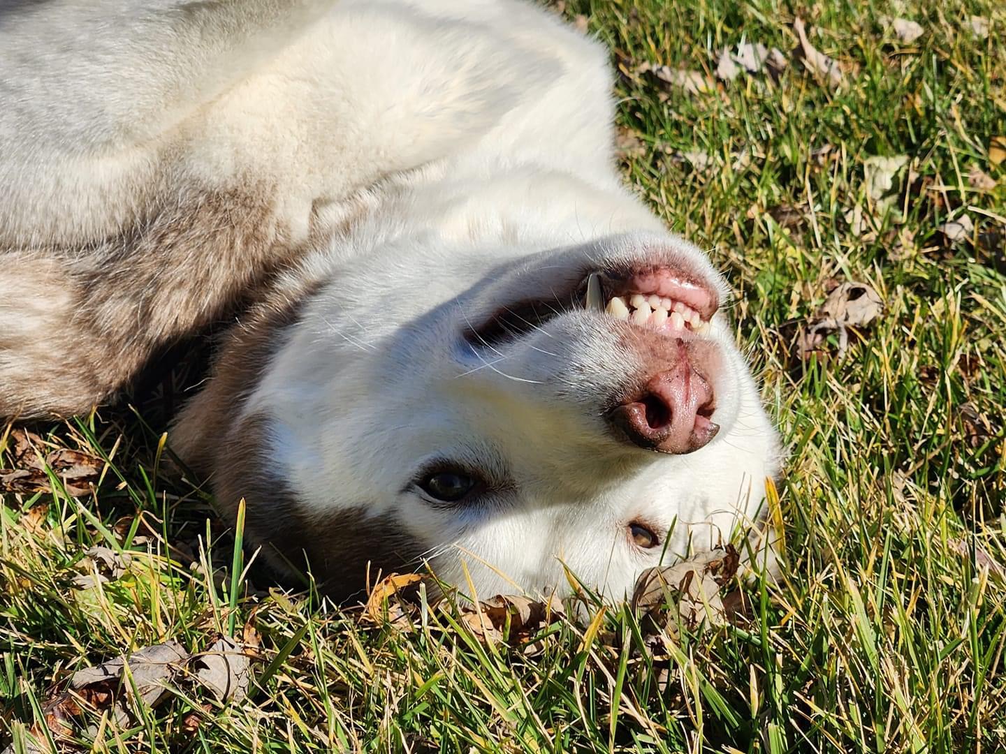 Consejos para mover la cola: formas sencillas de hacer más feliz a tu perro