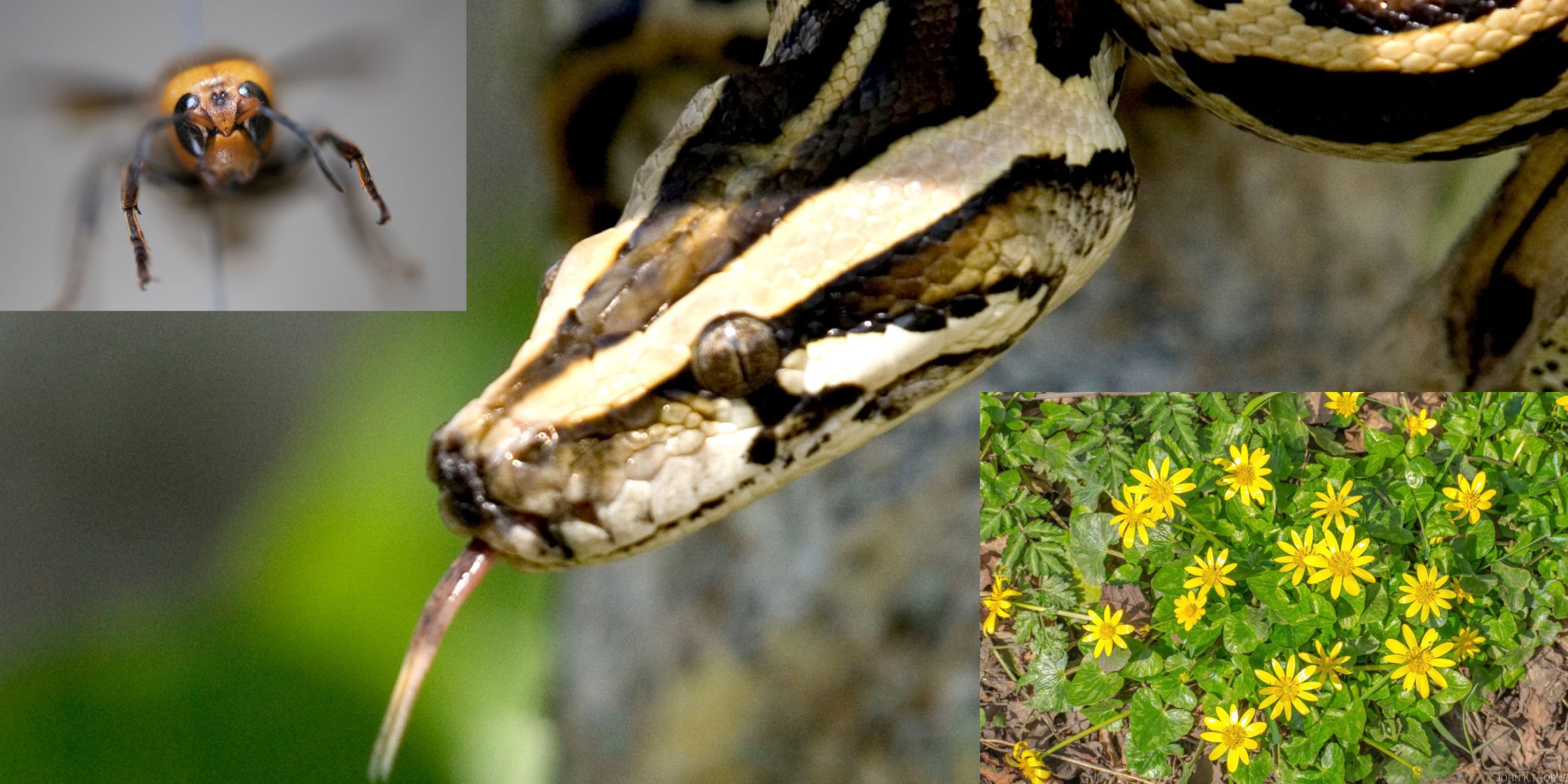 Detener la propagación de especies invasoras