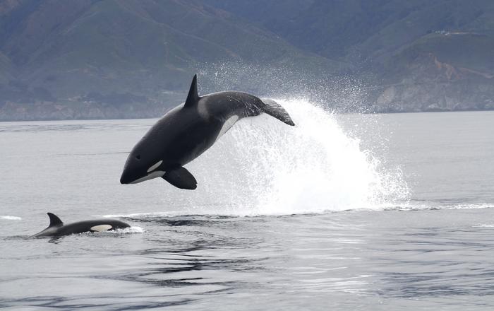 El grupo de orcas emplea técnicas de caza en aguas profundas