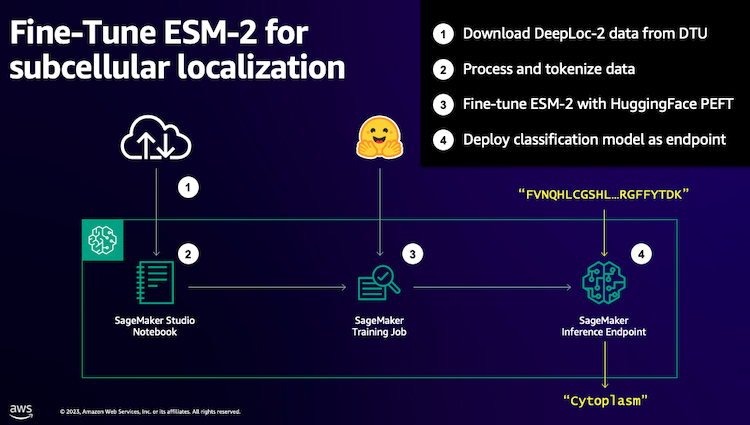 Ajuste eficientemente el modelo de lenguaje de proteínas ESM-2 con Amazon SageMaker