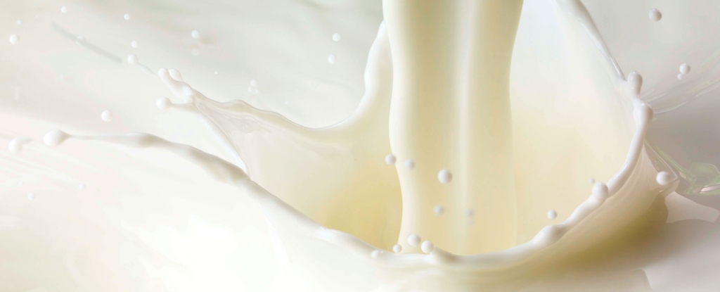 Los científicos diseñan una vaca que produce proteínas de insulina humana en su leche: ScienceAlert