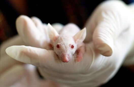 Ex decano de Cornell acusado de falsificar datos en experimentos con animales;  PETA exige que los federales actúen