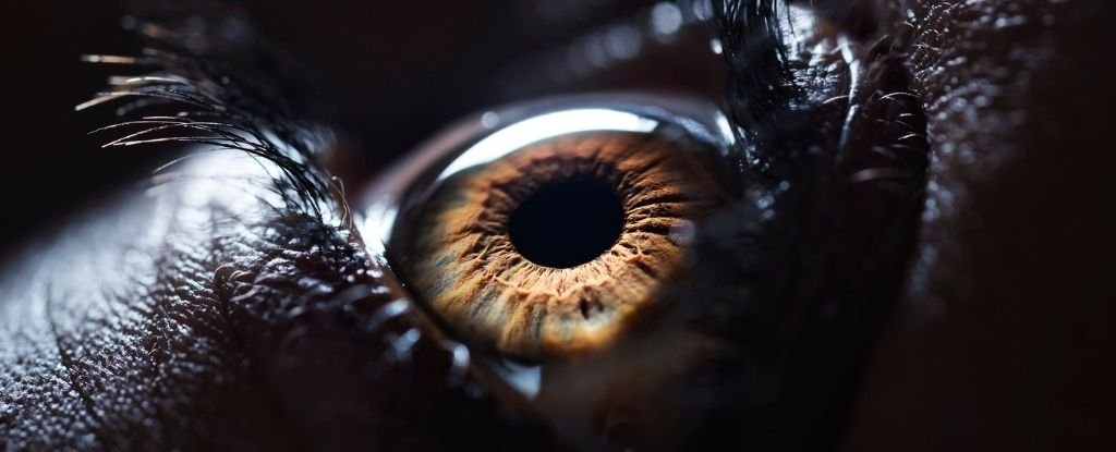 Algo en sus ojos puede revelar si está en riesgo de muerte prematura: ScienceAlert