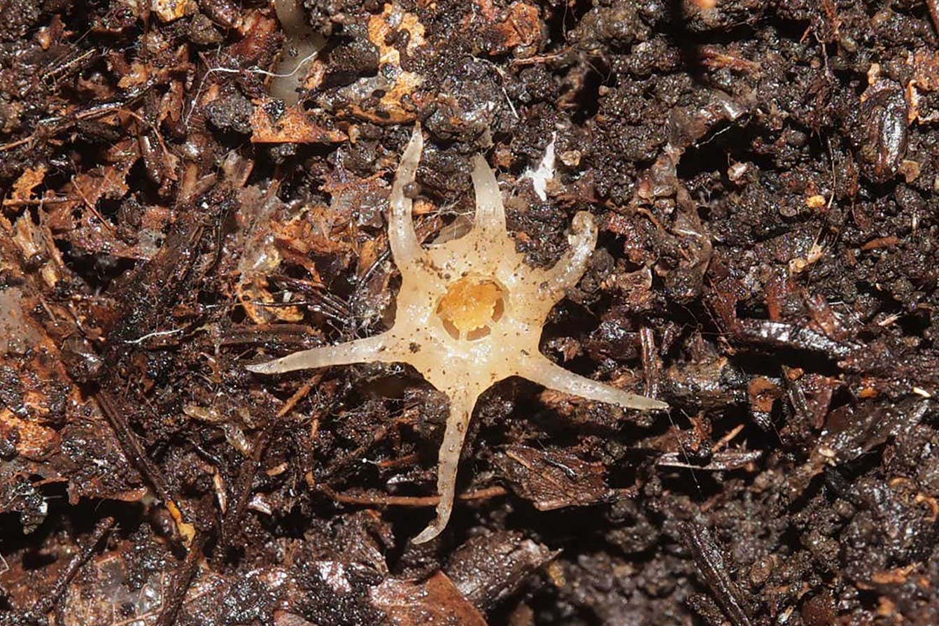 Una planta parecida a un calamar que vive principalmente bajo tierra es nueva para la ciencia