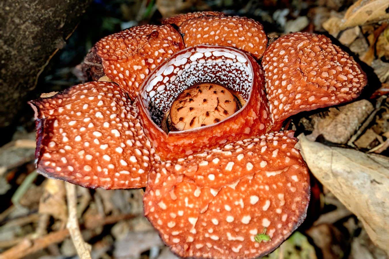 Salvando las flores más grandes del mundo en Filipinas