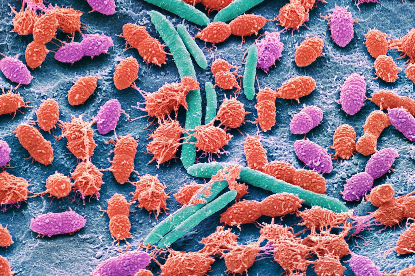 ¿Qué revelan realmente los kits de pruebas fecales caseras sobre nuestro microbioma intestinal?