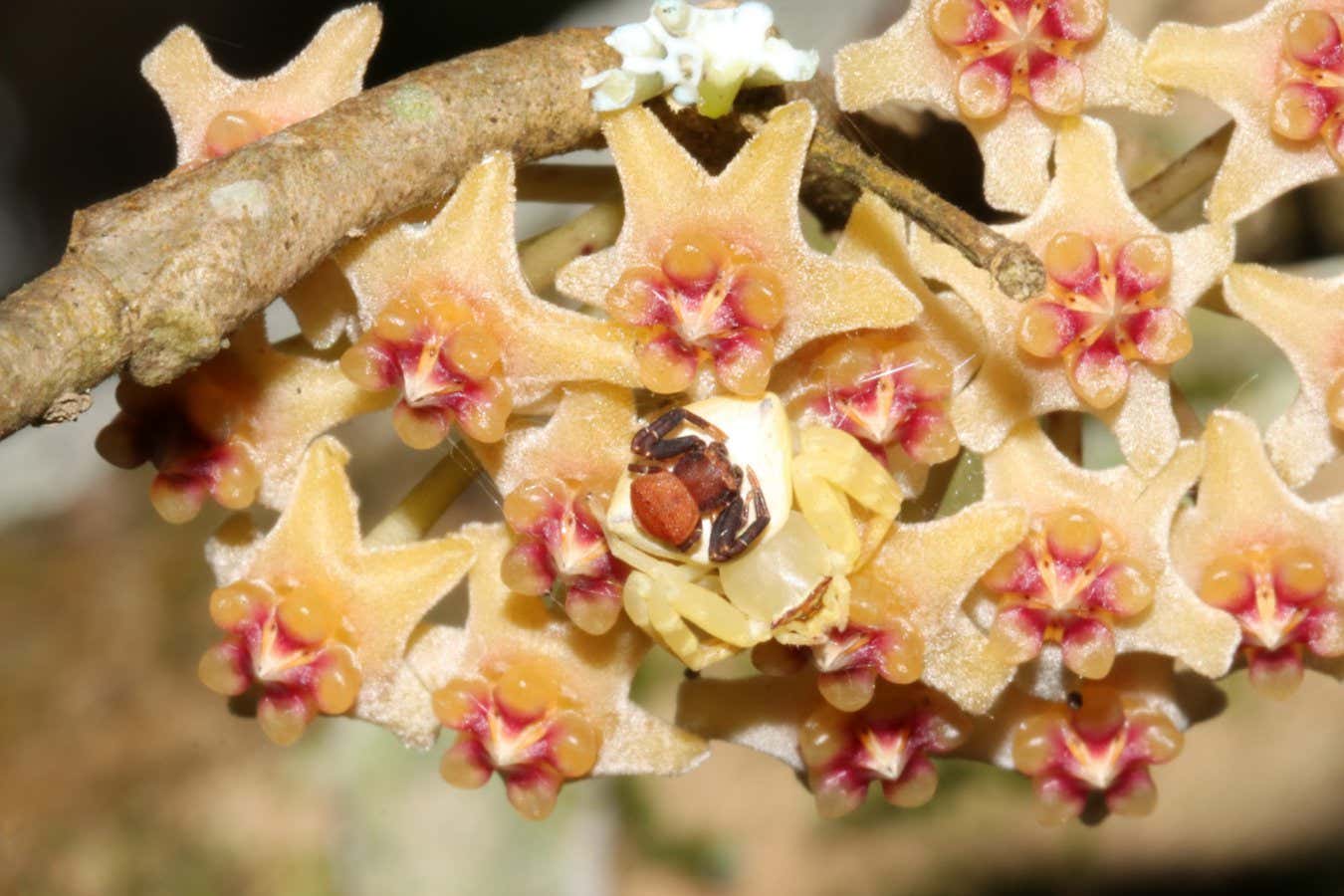 Las arañas macho y hembra se emparejan para parecerse a una flor