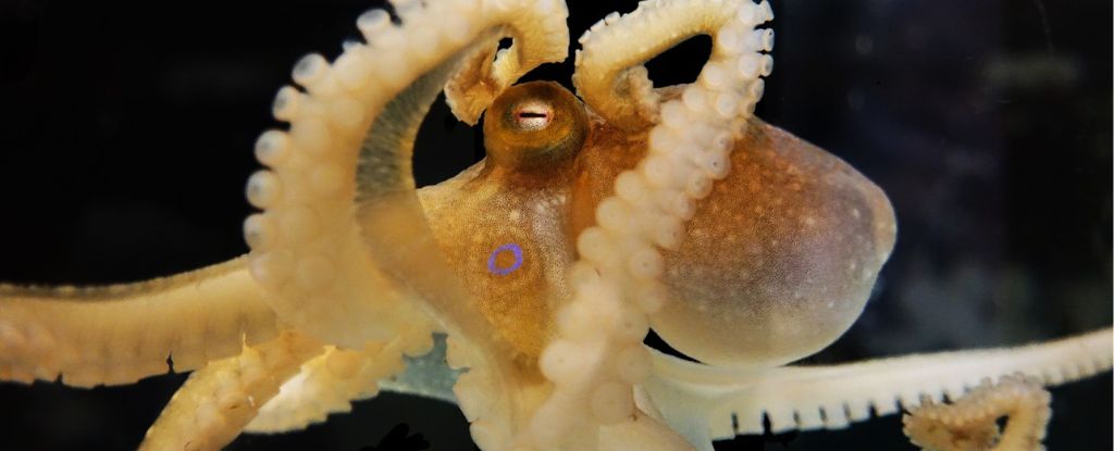 Los pulpos pueden tener los cromosomas sexuales más antiguos del reino animal: Sciencealert