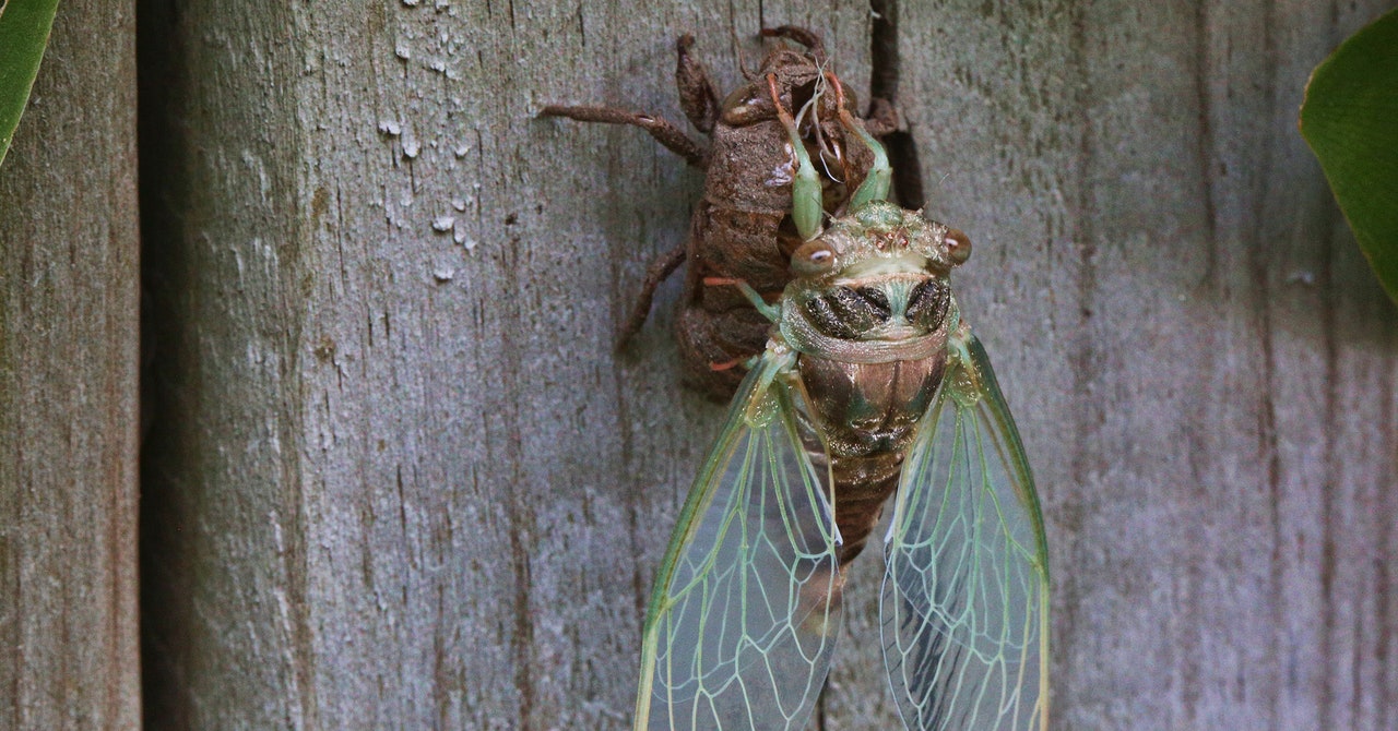 La Tierra se dará un festín con cigarras muertas