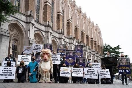 Los problemas del director del Centro de Primates de la Universidad de Washington con las cirugías en monos provocaron una queja de PETA