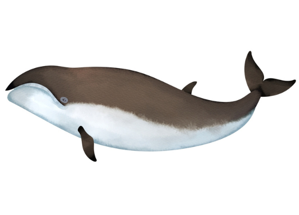 La ballena franca pigmea era el bicho raro de la familia y nunca se extinguió
