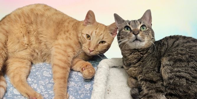 No más celdas de prisión para estos gatos: conozcan a Jane y Vivi