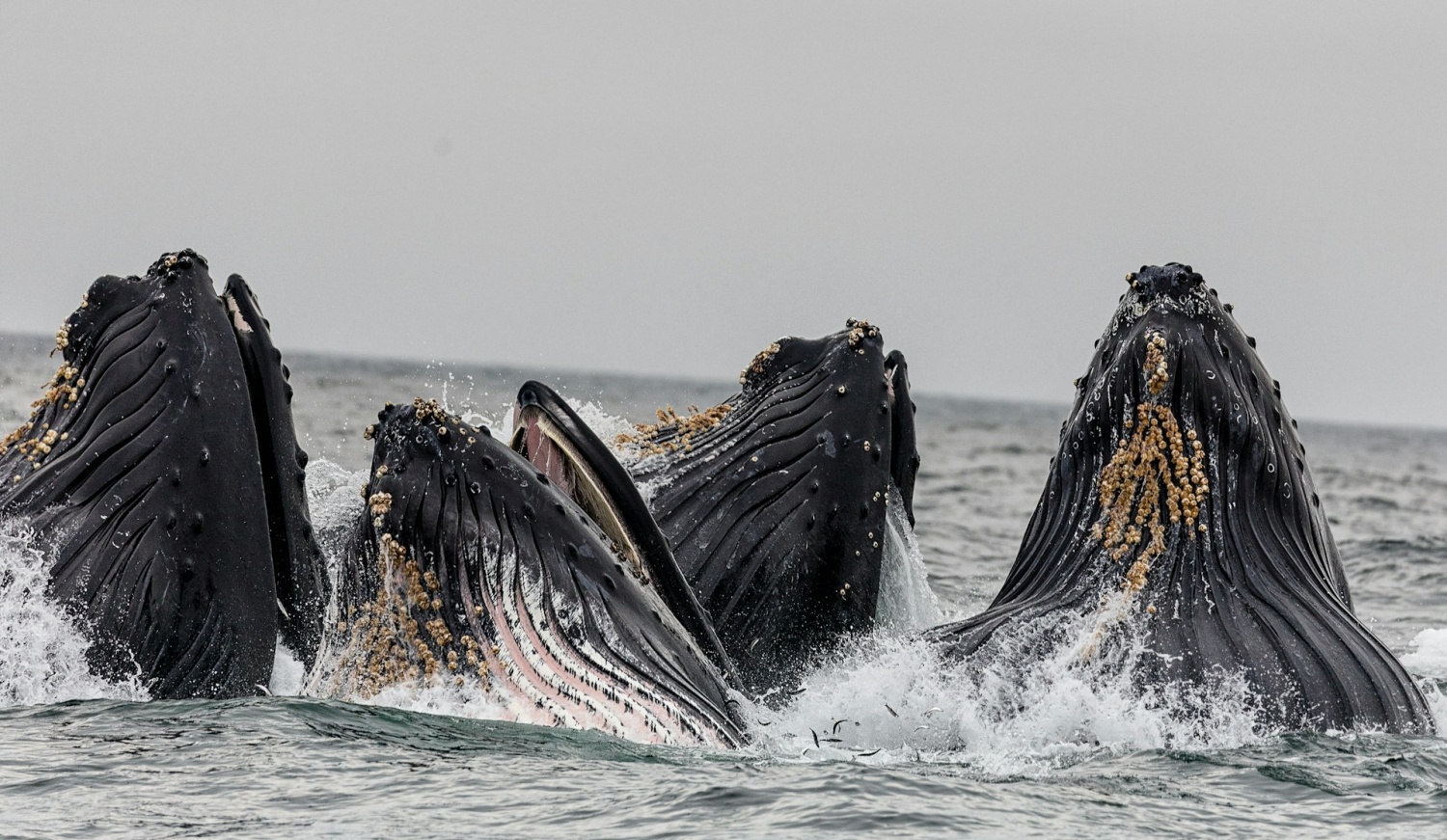 Mecanismo de defensa animal: las ballenas liberan una ‘nube gigante de diarrea’ para defenderse de los ataques de las orcas
