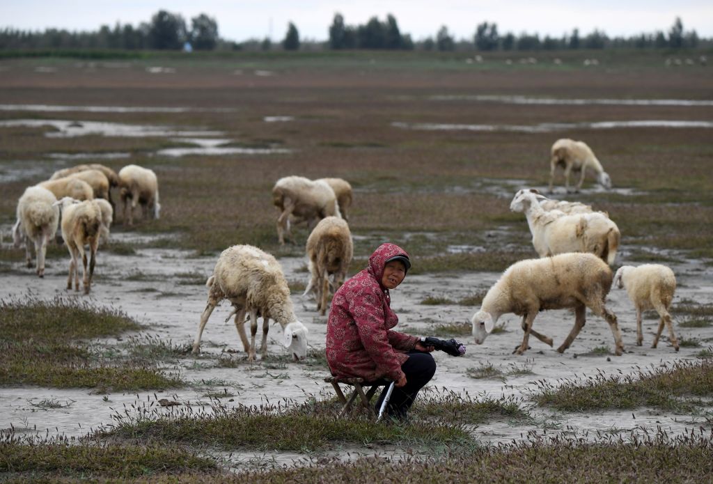 El duro invierno en Mongolia mata a casi 5 millones de animales y amenaza los medios de vida y el suministro de alimentos