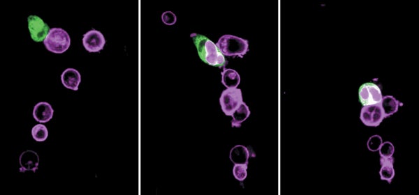 Las células caníbales inspiran la mejora del tratamiento del cáncer