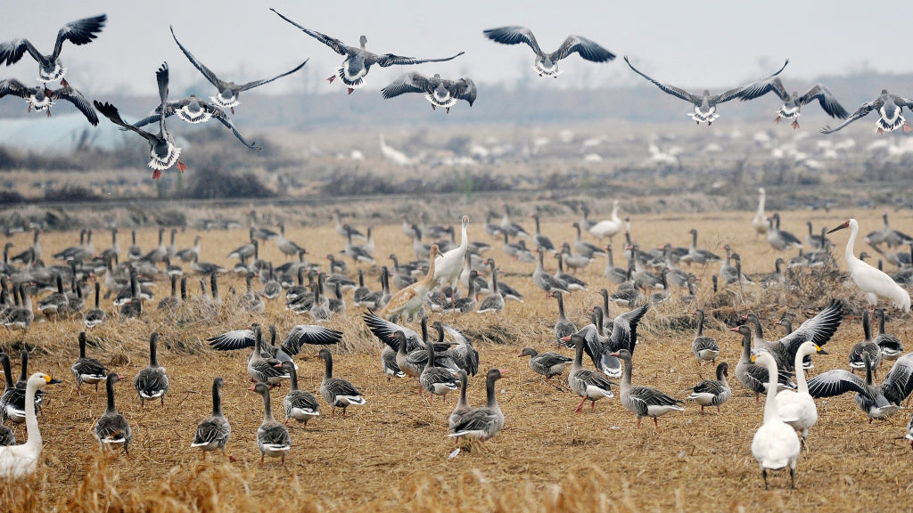 Los animales migratorios perfeccionan sus habilidades de navegación a través de la experiencia