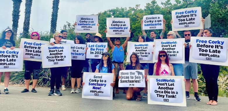 Defensores de los delfines interrumpirán la ‘celebración’ de 60 años de miseria en SeaWorld San Antonio