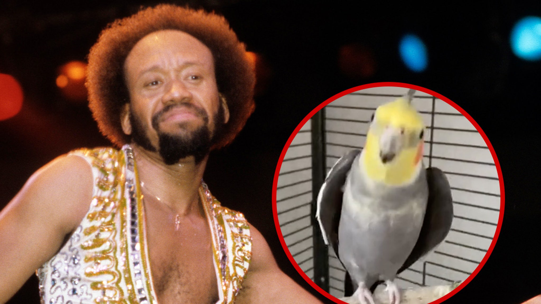 El pájaro cacatúa mascota despierta a su dueño cantando ‘Septiembre’ de Earth, Wind & Fire