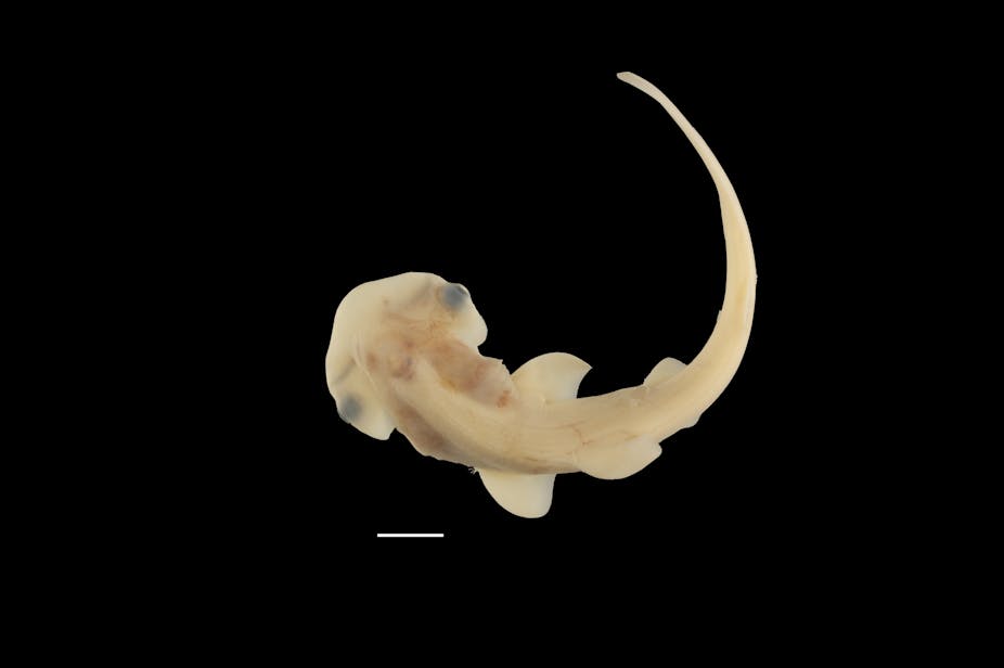 El acceso poco común a embriones de tiburón martillo revela secretos del desarrollo único de su cabeza