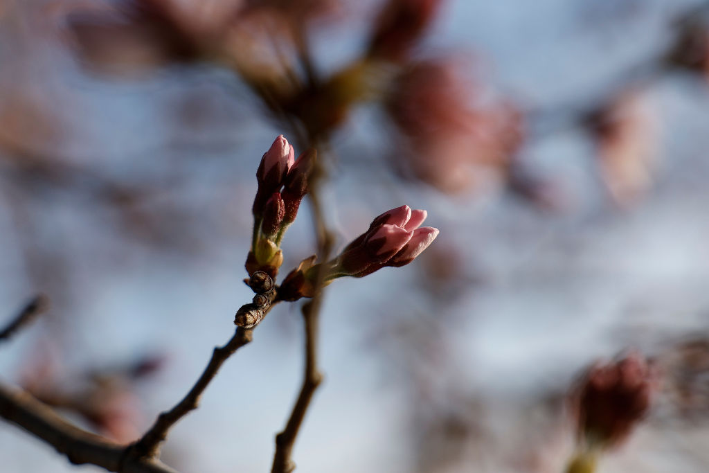 La contaminación del aire afecta la polinización de las flores que florecen durante la noche, según un estudio