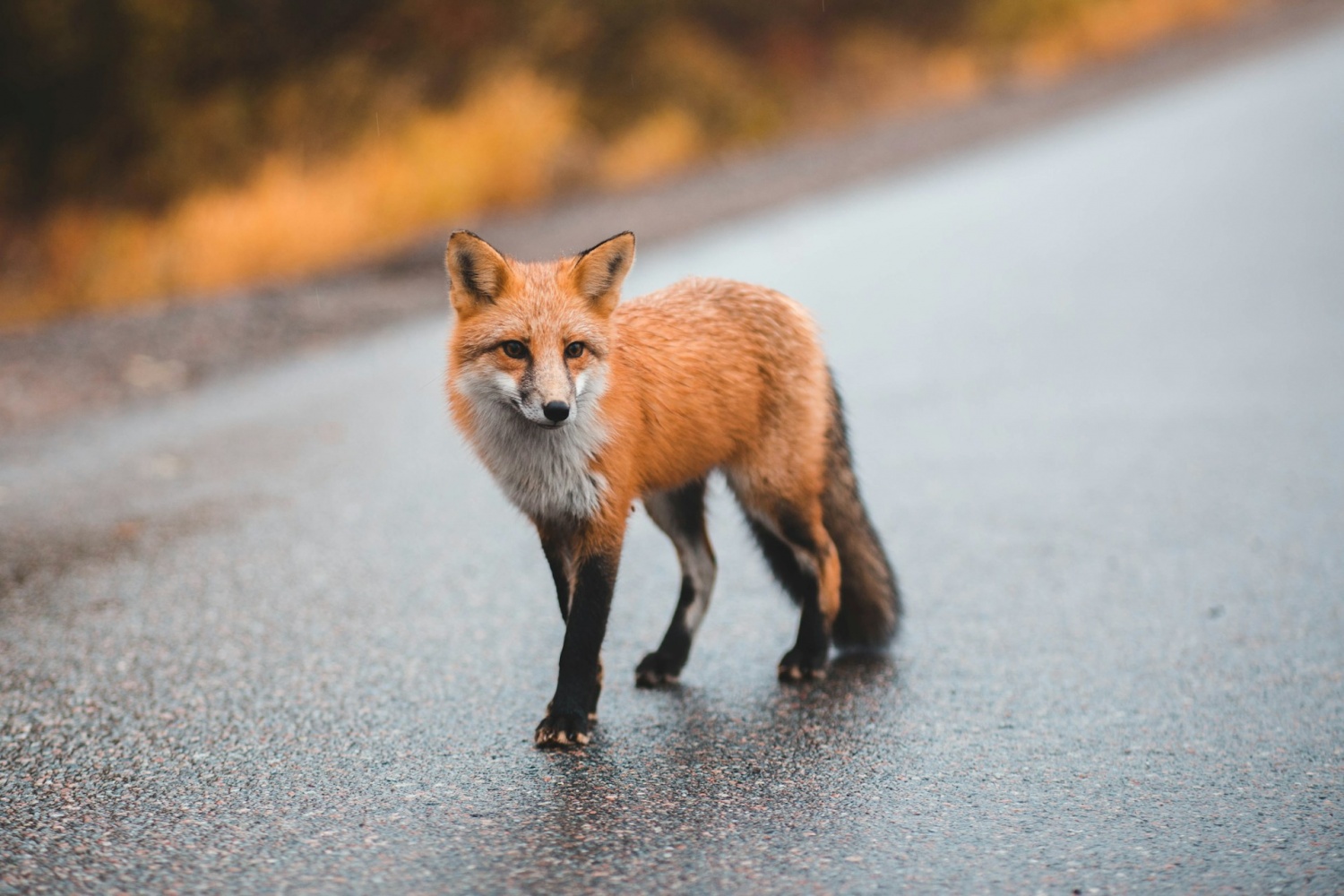 Disfraz de zorro usado por el personal del Richmond Wildlife Center para alimentarse del kit huérfano del zorro rojo [VIDEO]