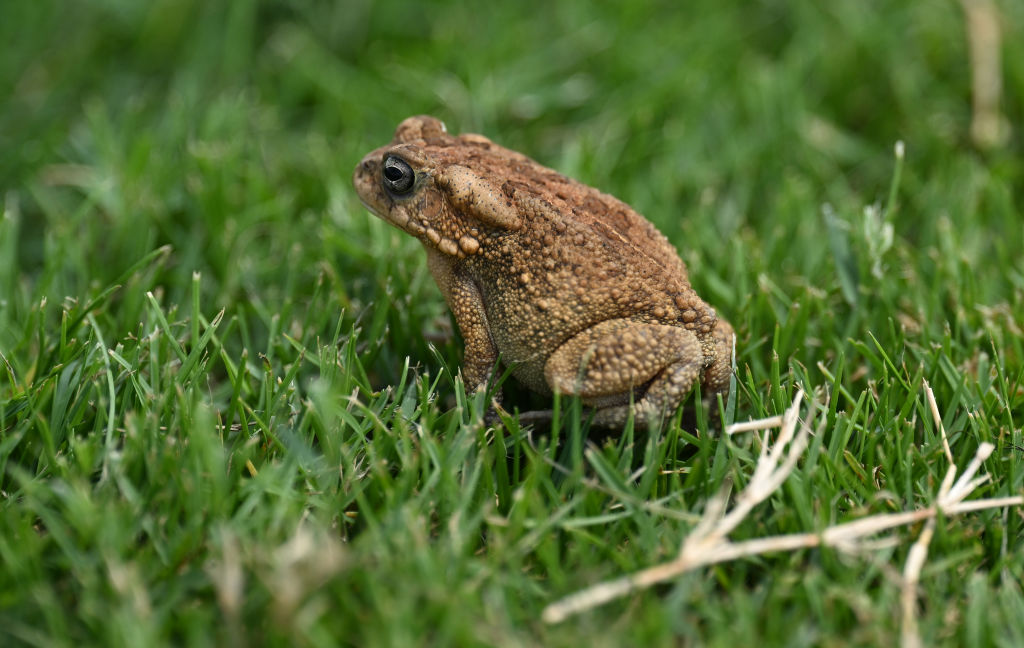 Desenterrado fósil de protoanfibio de 270 millones de años de antigüedad, denominado rana Kermit