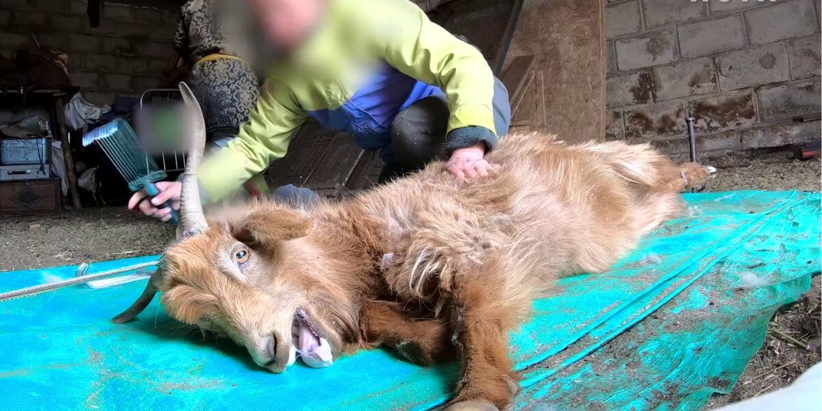 Ayude a impulsar a Ralph Lauren a prohibir la cachemira