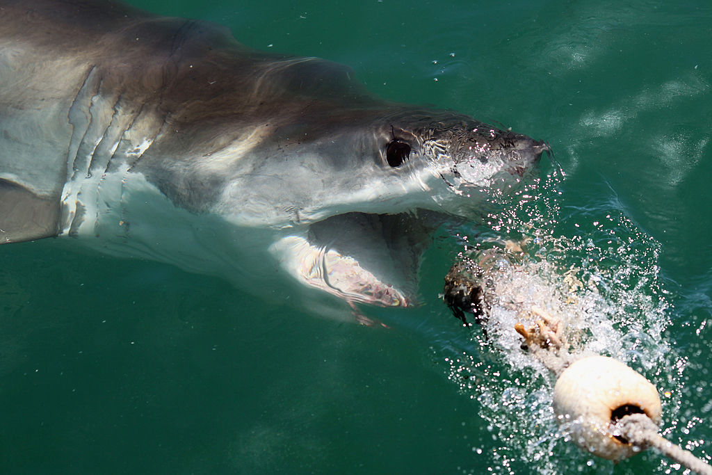 Posible disminución del tiburón blanco en África: los investigadores instan a realizar esfuerzos de protección y conservación