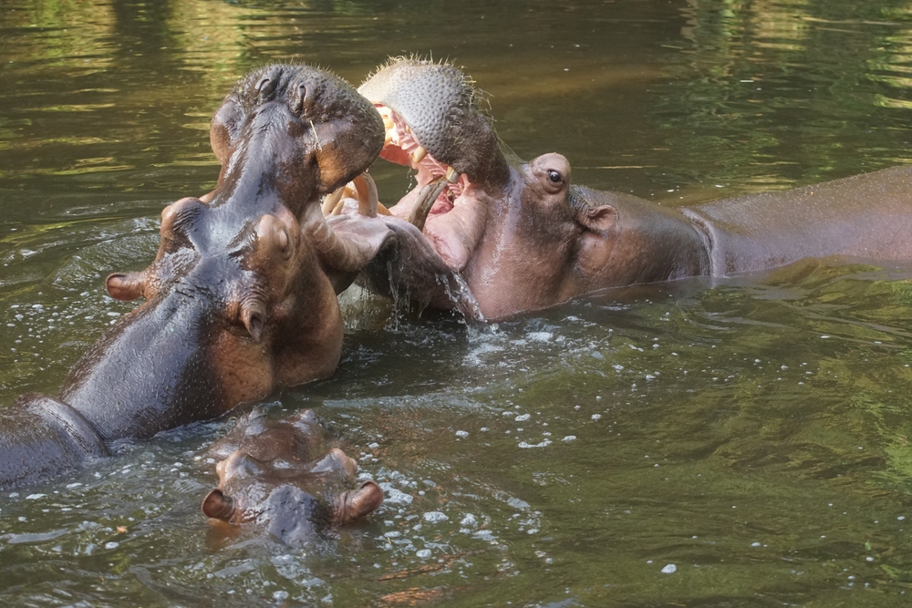 Desde las fauces de la muerte hasta los dardos del amor, estos 7 animales se aparean de maneras inusuales