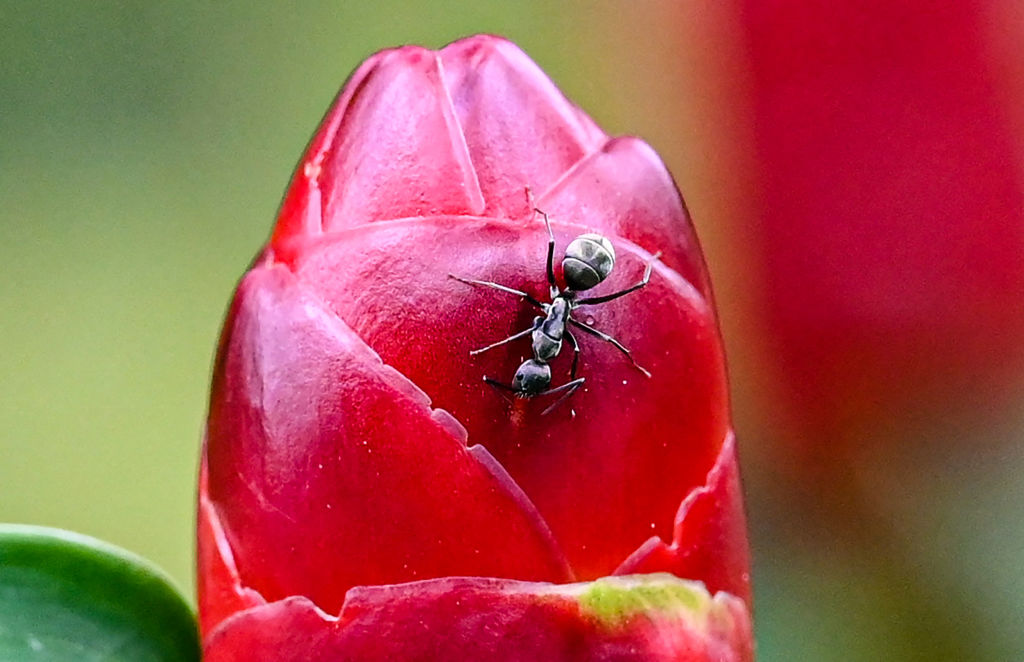 Stonefly se enfrenta a la extinción después de que el gobierno victoriano tomara una decisión “increíblemente decepcionante”, dice un grupo