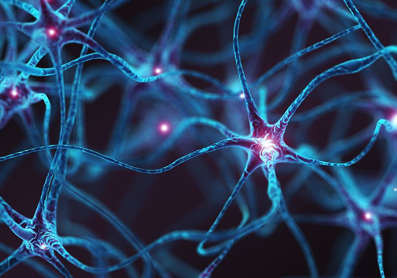 Cómo el cerebro frena el envejecimiento