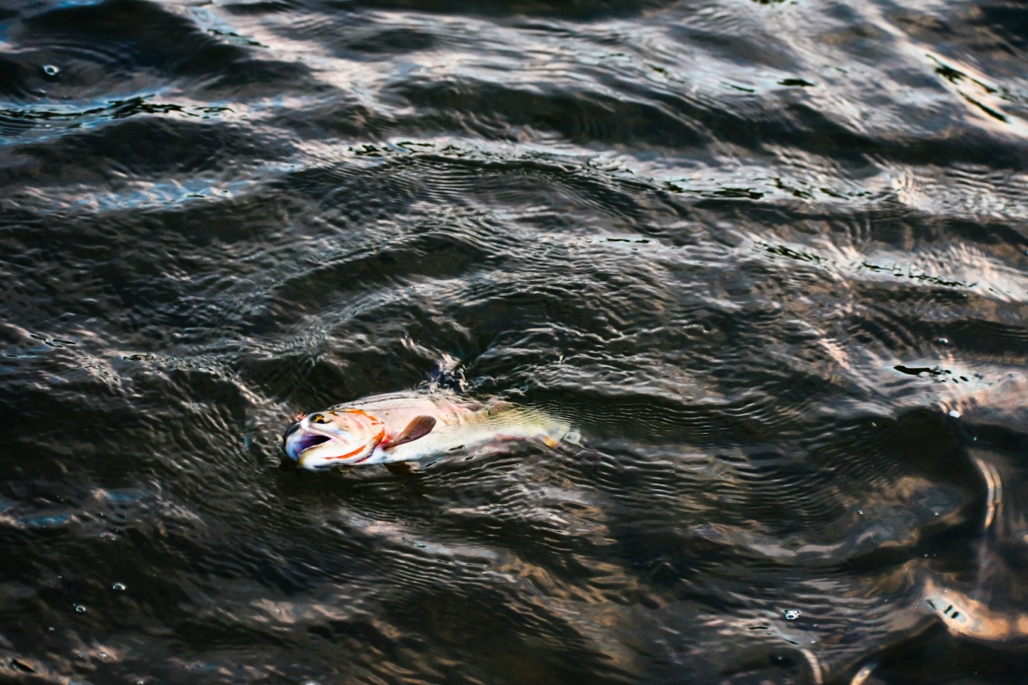 Lake Traverse: Al menos 2.000 peces encontrados muertos en el lago fronterizo de Minnesota debido a un ‘trauma por sobresaturación de gas’
