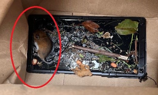 ¡Victoria!  Adams Fairacre Farms deja de vender trampas de pegamento mortales tras la divulgación de PETA