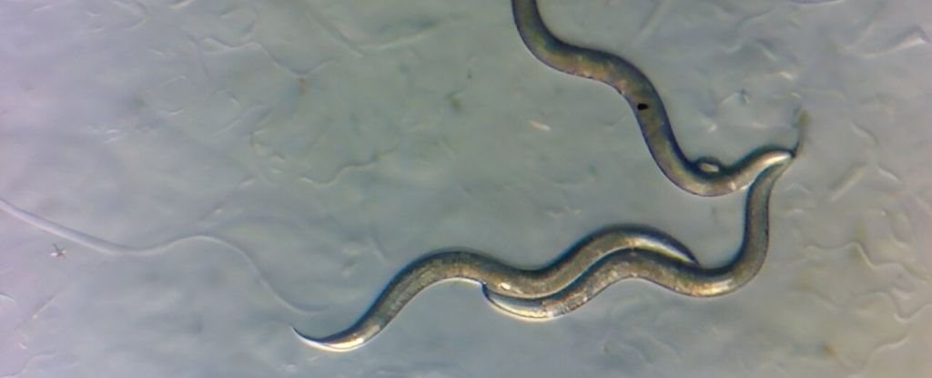 Pequeños gusanos que viven cerca de Chernobyl han desarrollado un nuevo talento notable: ScienceAlert