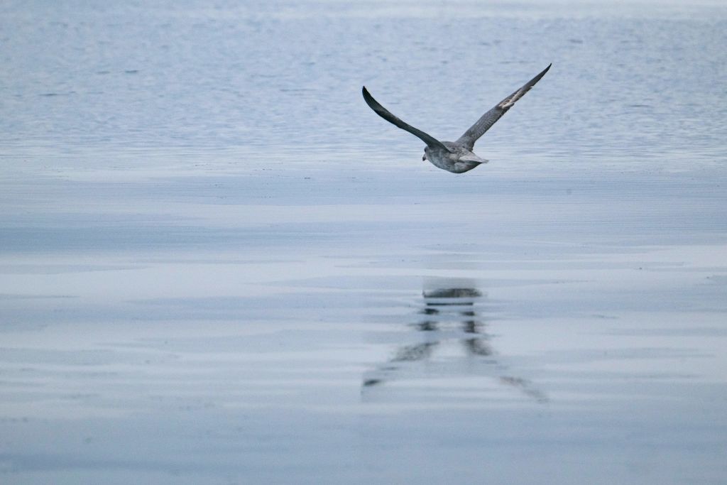 Sonidos del Ártico: las llamadas nocturnas de las pequeñas alcas cautivan a los científicos