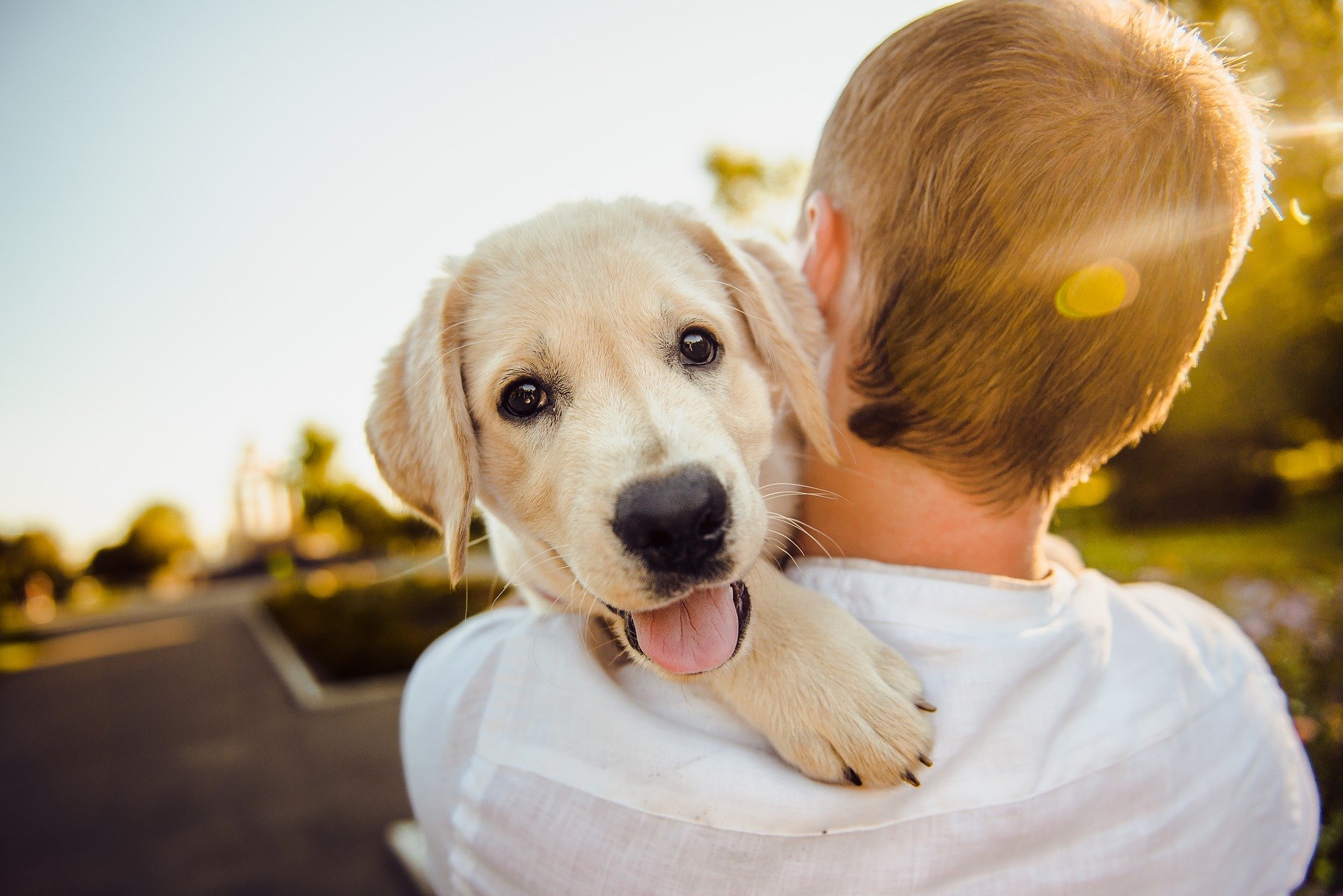 Las mascotas ahora son “miembros de la familia” a medida que la ley de derechos de los animales entra en vigor ⋆ Metropolitano de Madrid