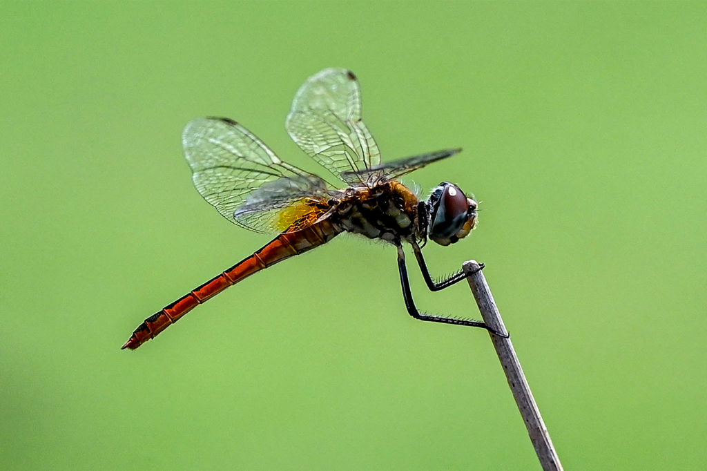 La armadura de cera natural de las libélulas está vinculada a una mejor resistencia al clima