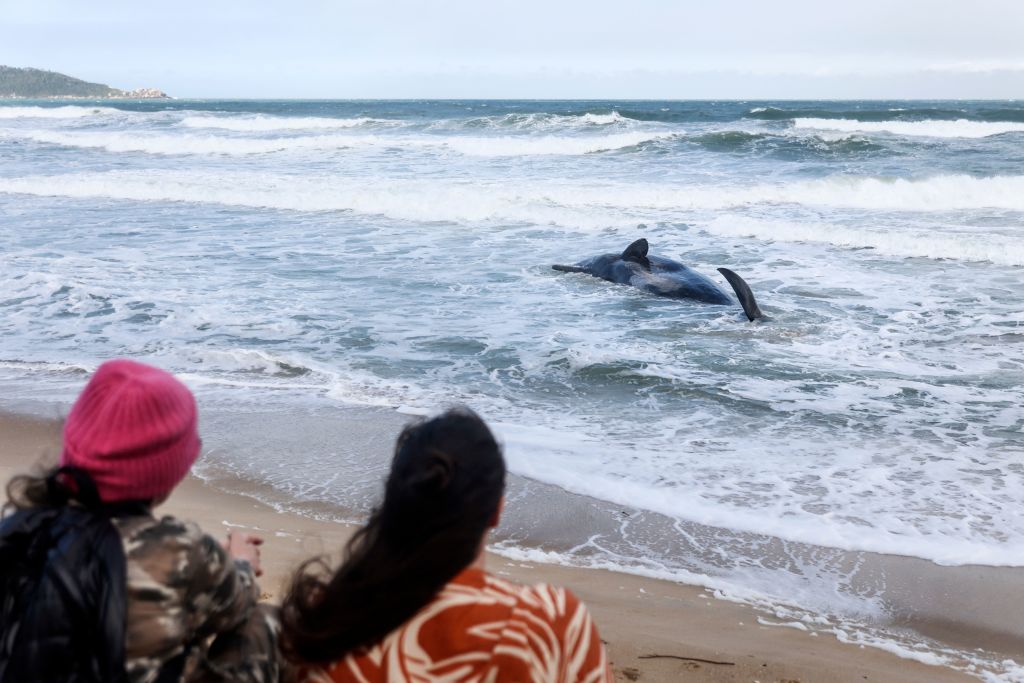 Los cachalotes utilizan la defecación defensiva para contrarrestar los ataques de las orcas