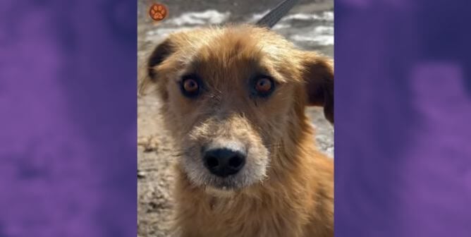 VIDEO: 30 perros rescatados en Ucrania