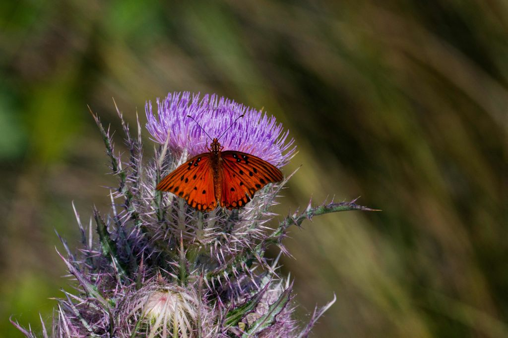 Mariposas y polillas al borde: el cambio climático empuja a las especies al límite