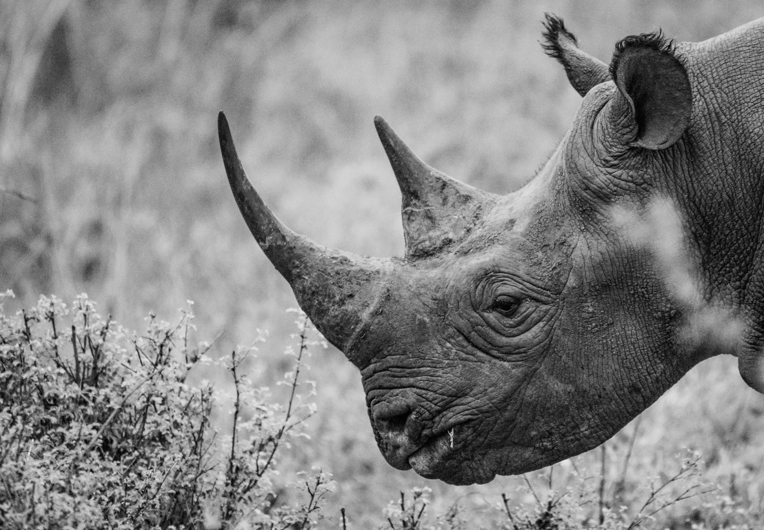 Los animales en peligro de extinción del mundo: ¿Qué especies corren mayor riesgo a partir de 2024?