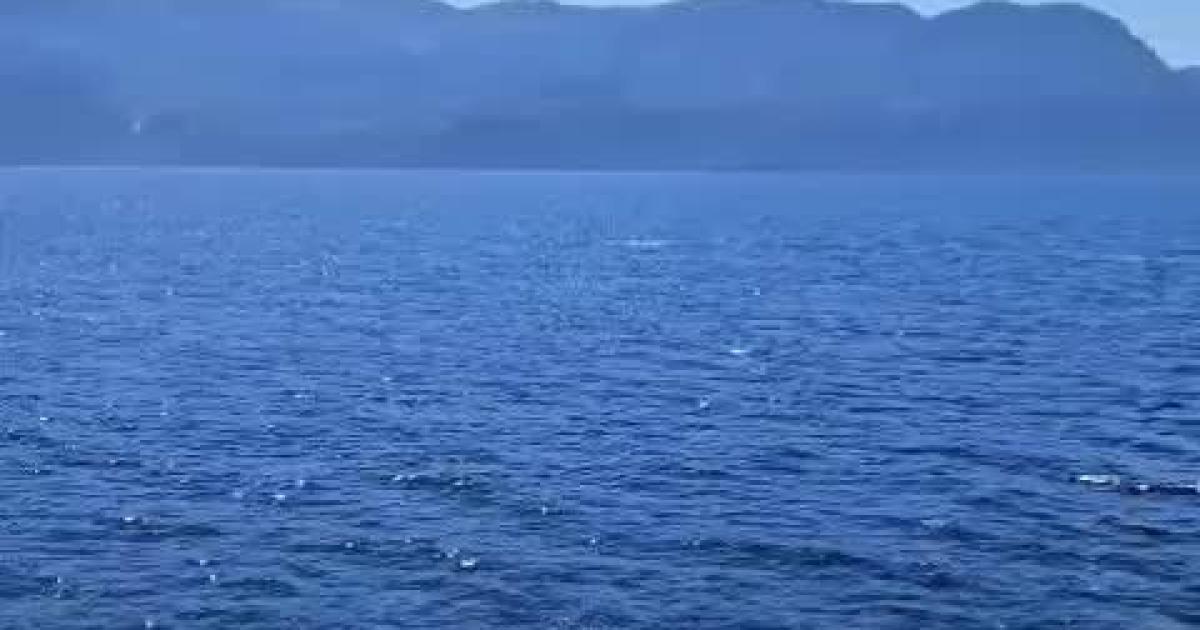 Ballenas en Mallorca: Familia de rorcuales vistas en Sóller